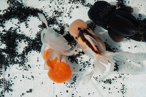 Top view photography of Oranda goldfish swimming in a fish tank photo