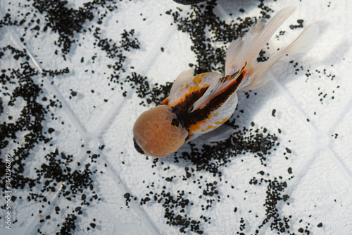 Top view photography of Oranda goldfish swimming in a fish tank