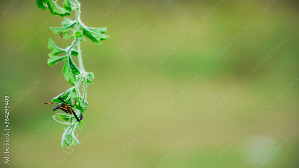 insects attack the shoots of plants insects attack the shoots of plants