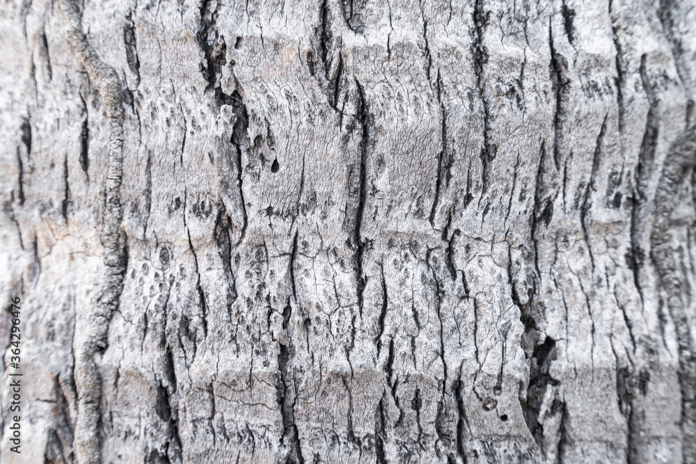 Obraz premium bark of tree