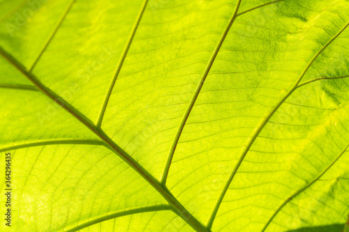 green leaf background