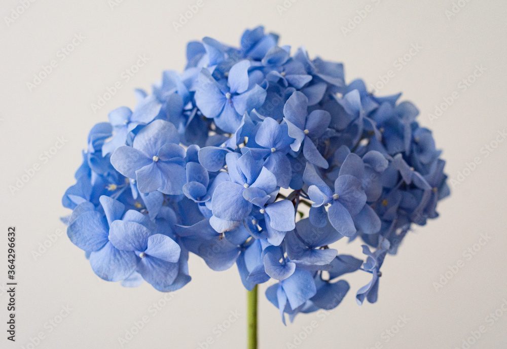 branch with a flower large blue hydrangea on a light background