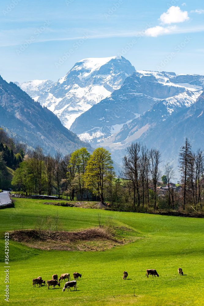 bucolic view of the swiss alps in the canton of Glarus, with Mount Todi, green pastures and cows