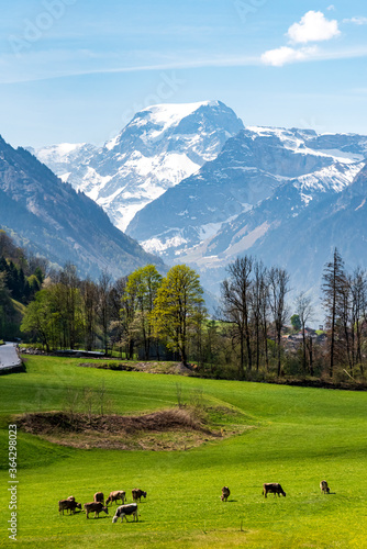 bucolic view of the swiss alps in the canton of Glarus, with Mount Todi, green pastures and cows