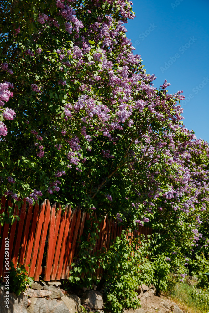 Obraz premium Beautiful street with blooming lilac in old town of Porvoo