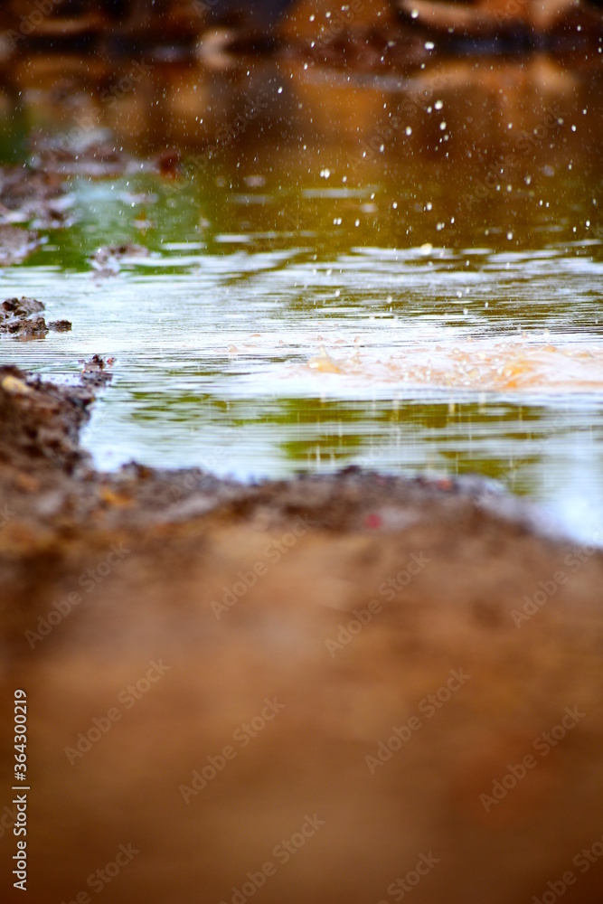 Fototapeta premium autumn leaves reflected in water