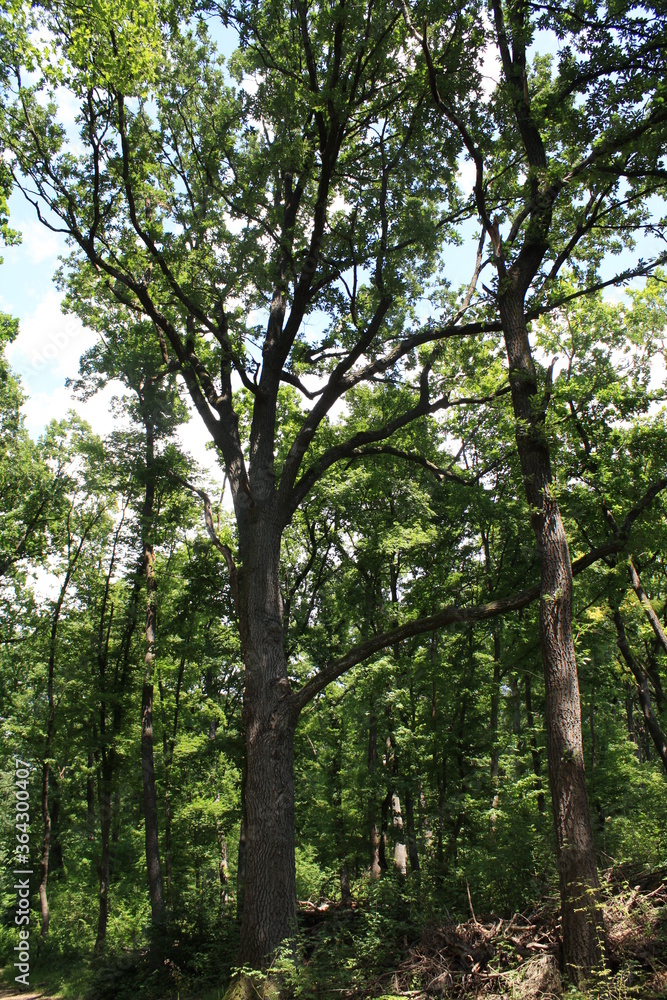 Fototapeta premium Wiener Wald