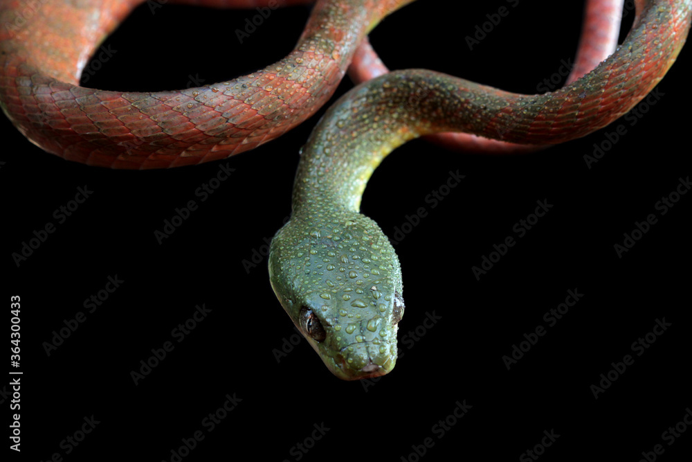 Obraz premium Red boiga snake closeup head