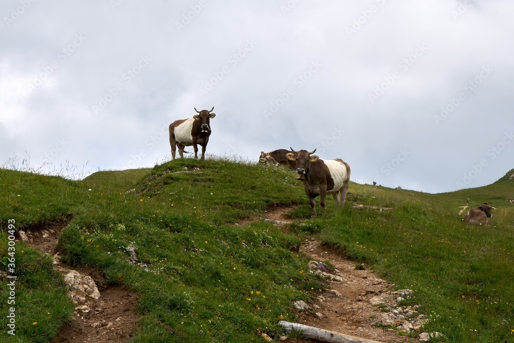 Cows on alpine meadow in bavaria