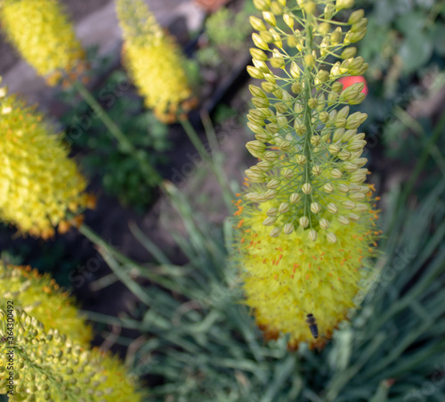 Yellow fluffy blossoming eremurus flower.