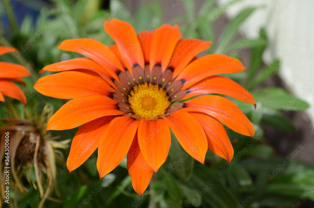 Summer flower series, macro of Gazania rigens flowers. Summer flower series, macro of Gazania rigens flowers.