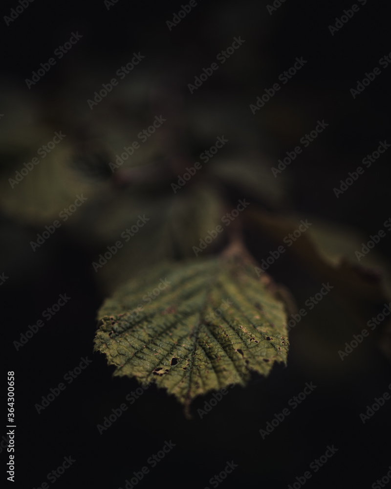 Fototapeta premium Liść rozmycie makro