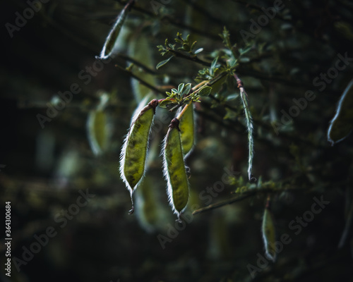 Frutos del bosque photo