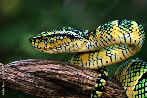 Wagleri viper snake closeup head