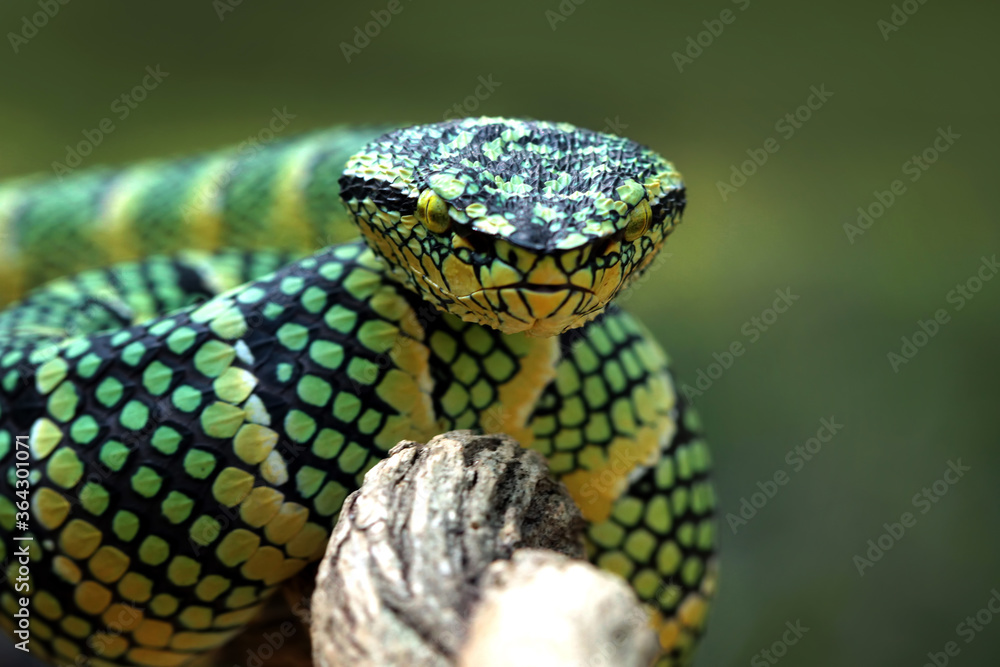 Fototapeta premium Wagleri viper snake closeup head