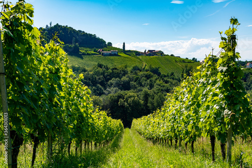 Sunny vineyard in South Styria in Austria