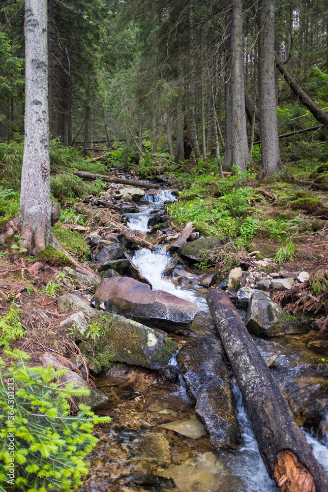 Mountain creek in a green forest Mountain creek in a green forest