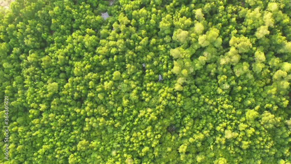 Drone takes off over the remaining rain forest on the west Malaysia shore. Aerial view of tropical trees. The forest extends into the sea. Dense vegetation, habitat for wild animals and birds. Drone takes off over the remaining rain forest on the west Malaysia shore. Aerial view of tropical trees. The forest extends into the sea. Dense vegetation, habitat for wild animals and birds.
