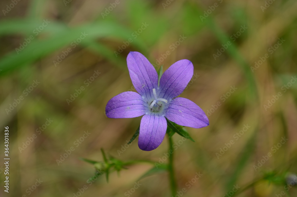 Delicate blue bell flowers on the flowerbed in summer among green grass in the garden. They are wonderful spring and summer flowers. Delicate blue bell flowers on the flowerbed in summer among green grass in the garden. They are wonderful spring and summer flowers.
