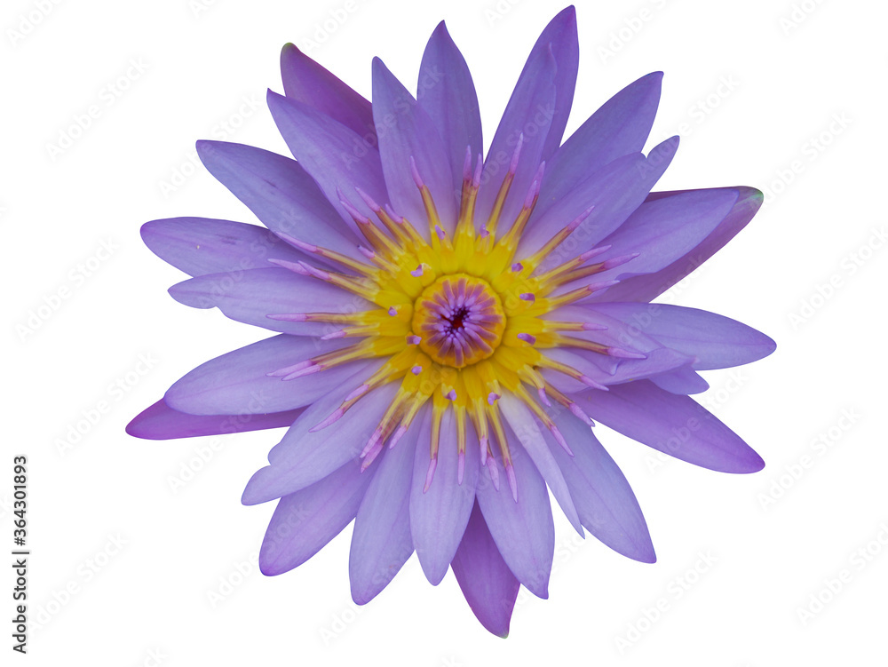 Isolated lotus flowers with clipping paths on white background.