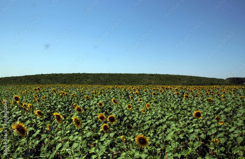 Sunflower field summertime blue sky