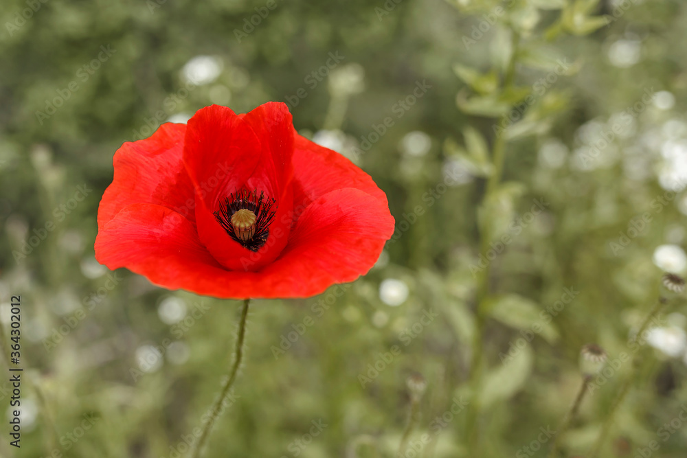 Red poppy flower on a blurred background of grass and meadow flowers Red poppy flower on a blurred background of grass and meadow flowers