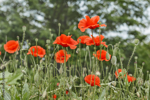 Red poppy flowers on a blurred background of green trees