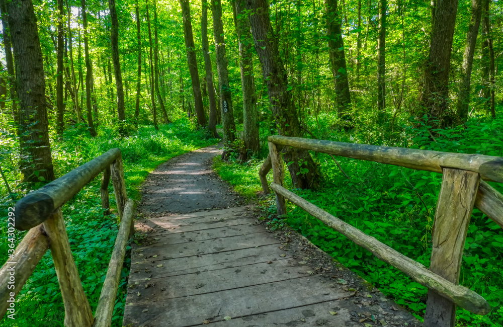 Fototapeta premium Brücke auf einem Wanderweg im Eller Forst