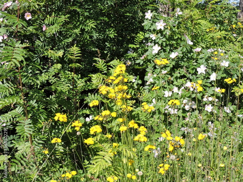 field of yellow flowers