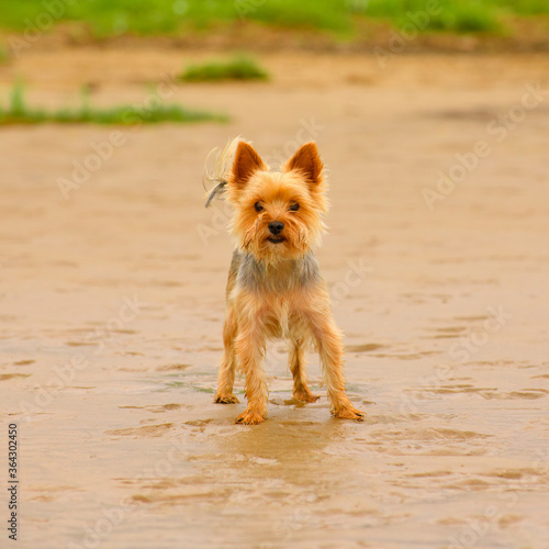 The adult Yorkshire Terrier is standing on the beach.