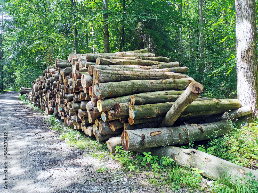 Stacked tree trunks in the forest Stacked tree trunks in the forest