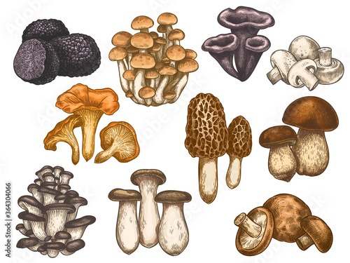 Hand drawn mushrooms. Colorful sketch various edible mushroom truffle, champignon, black and king trumpet, bolete vegan product vector set. Vegetarian ingredient for cooking, organic food g