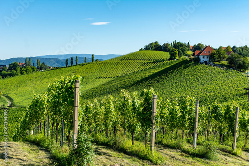 Obraz na płótnie Sunny vineyard in South Styria in Austria w salonie