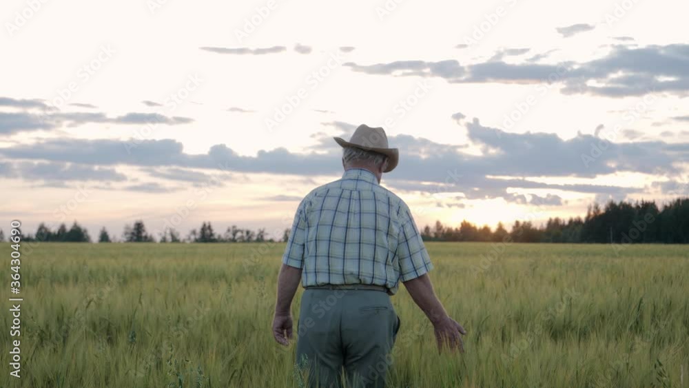 Farmer In Hat Walks Through Agricultural Field With Growing Wheat At Sunset Farmer In Hat Walks Through Agricultural Field With Growing Wheat At Sunset