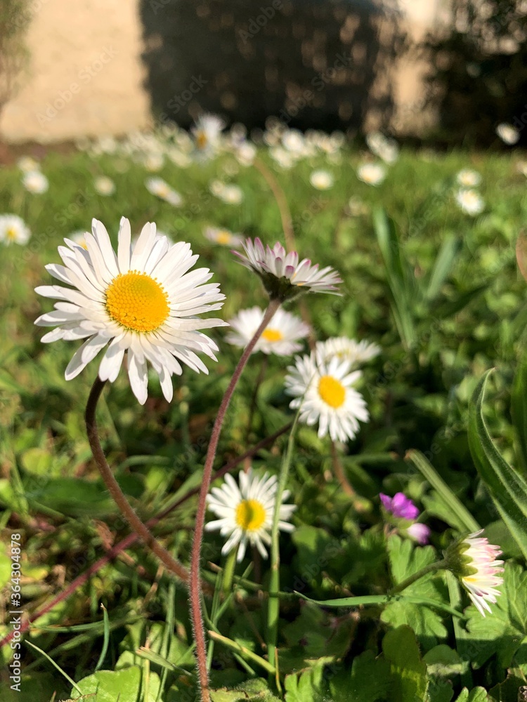 Fototapeta premium white daisies in a garden