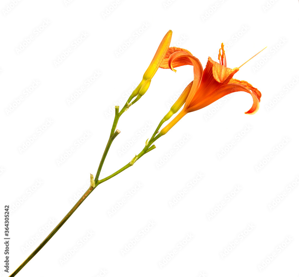 Fototapeta premium Lily flowers isolated on a white background, closeup. Buds of orange daylily flower, isolate. Spring, a bouquet. Floristics.