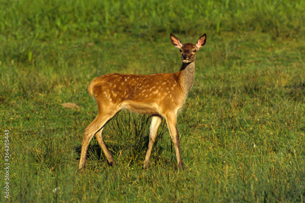 Cerf élaphe, Faon, cervus elaphus Cerf élaphe, Faon, cervus elaphus
