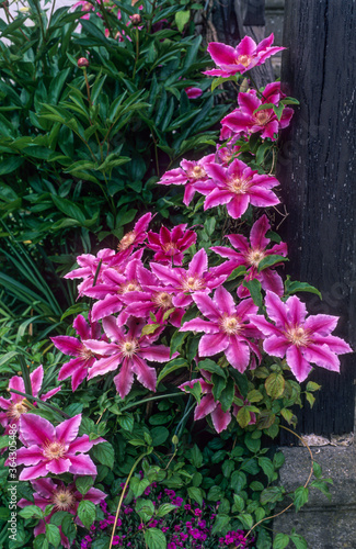 Wallpaper Mural Clématite, clematis 'Mrs James Mason' Torontodigital.ca