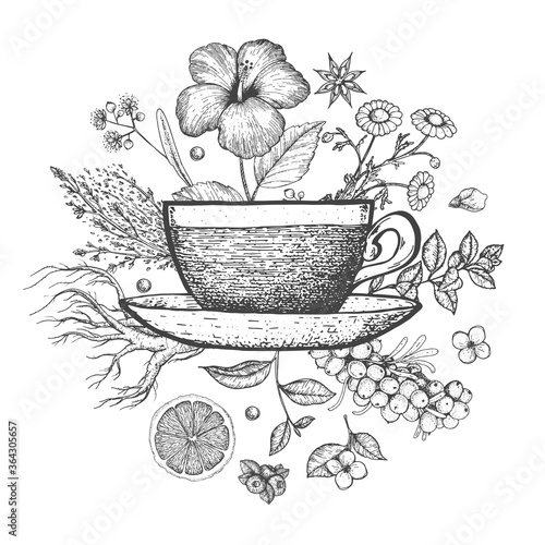 Herbal Tea vector illustration. Vector design with herbal tea ingredients. Hand drawn sketch collection. Engraved style.