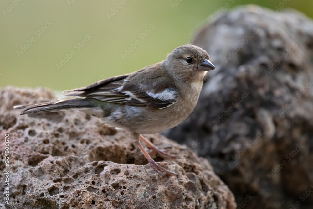 Young sparrow on a rock in Alava Young sparrow on a rock in Alava