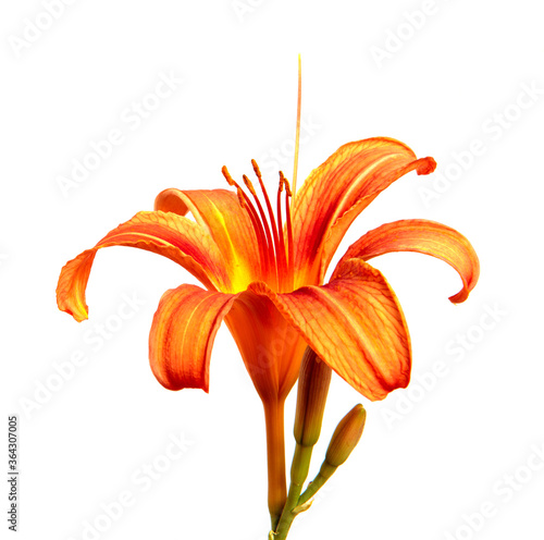 Lily flowers isolated on a white background, closeup. Buds of orange daylily flower, isolate. Spring, a bouquet. Floristics.