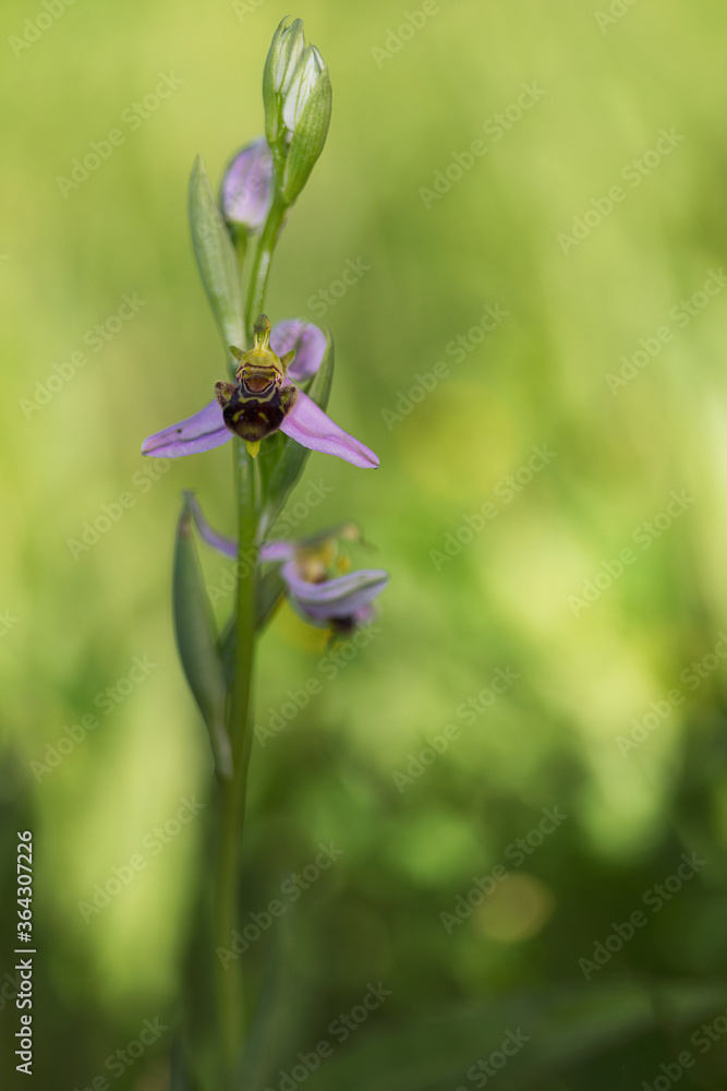 Wild orchid in a garden in Alava Wild orchid in a garden in Alava