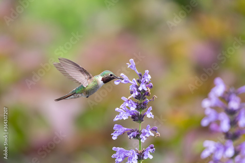 Hummingbird in the wild