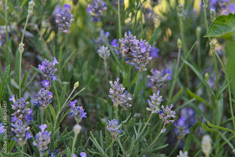 Obraz premium Echter Lavendel, Lavandula vera