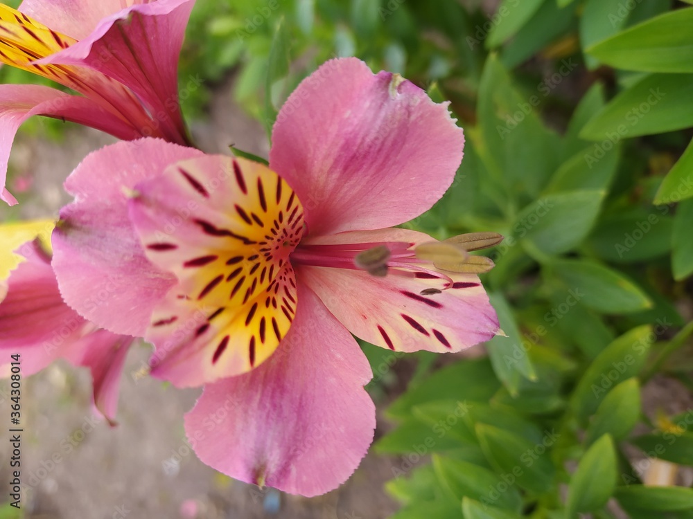 pink and white flower pink and white flower