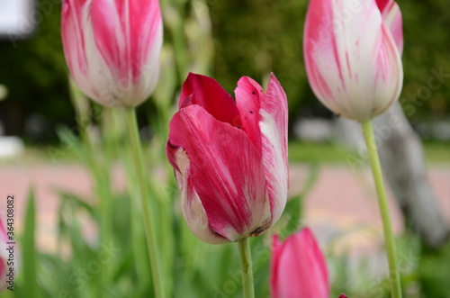 White pink tulips in green foliage. White and pink tulips. Pink and white tulips. White and pink flowers. Bicolor tulips field. Hybrid tulip field.