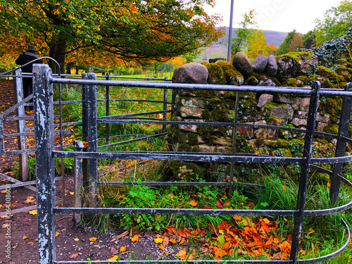 Wallpaper Mural getting past the fence Torontodigital.ca