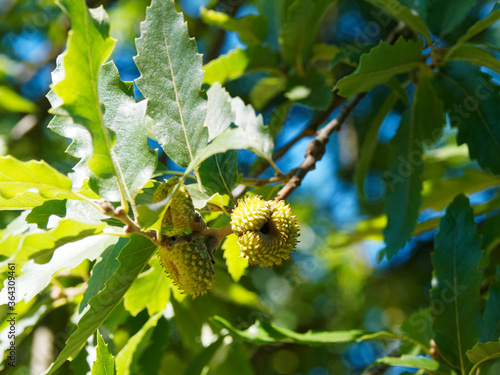 Fotografie (Quercus cerris) Gros plan sur gland du Chêne chevelu ou chêne de Bourgogne