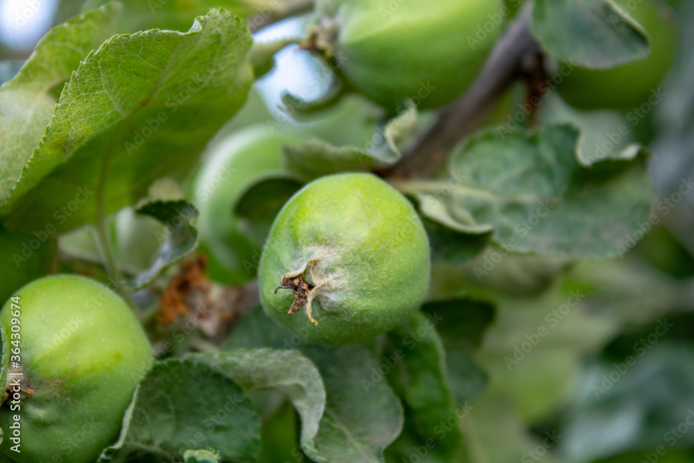 Unripe fruits of apples on apple tree branches with green leaves. Unripe fruits of apples on apple tree branches with green leaves.