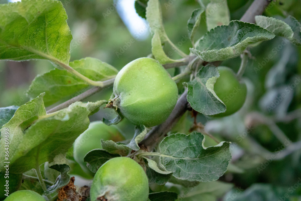 Unripe fruits of apples on apple tree branches with green leaves. Unripe fruits of apples on apple tree branches with green leaves.